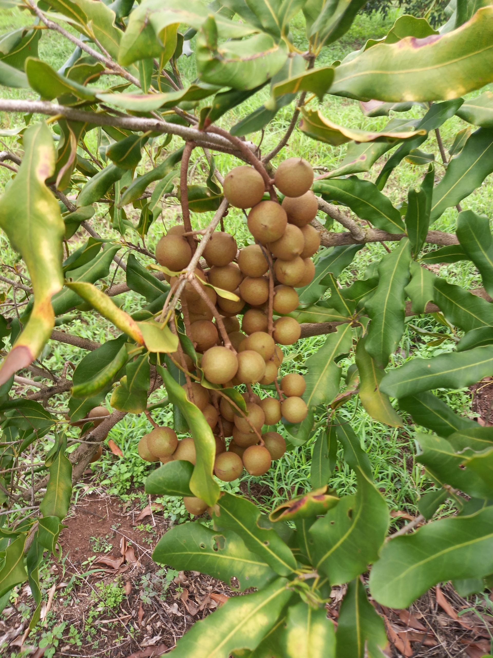 macadamia noten