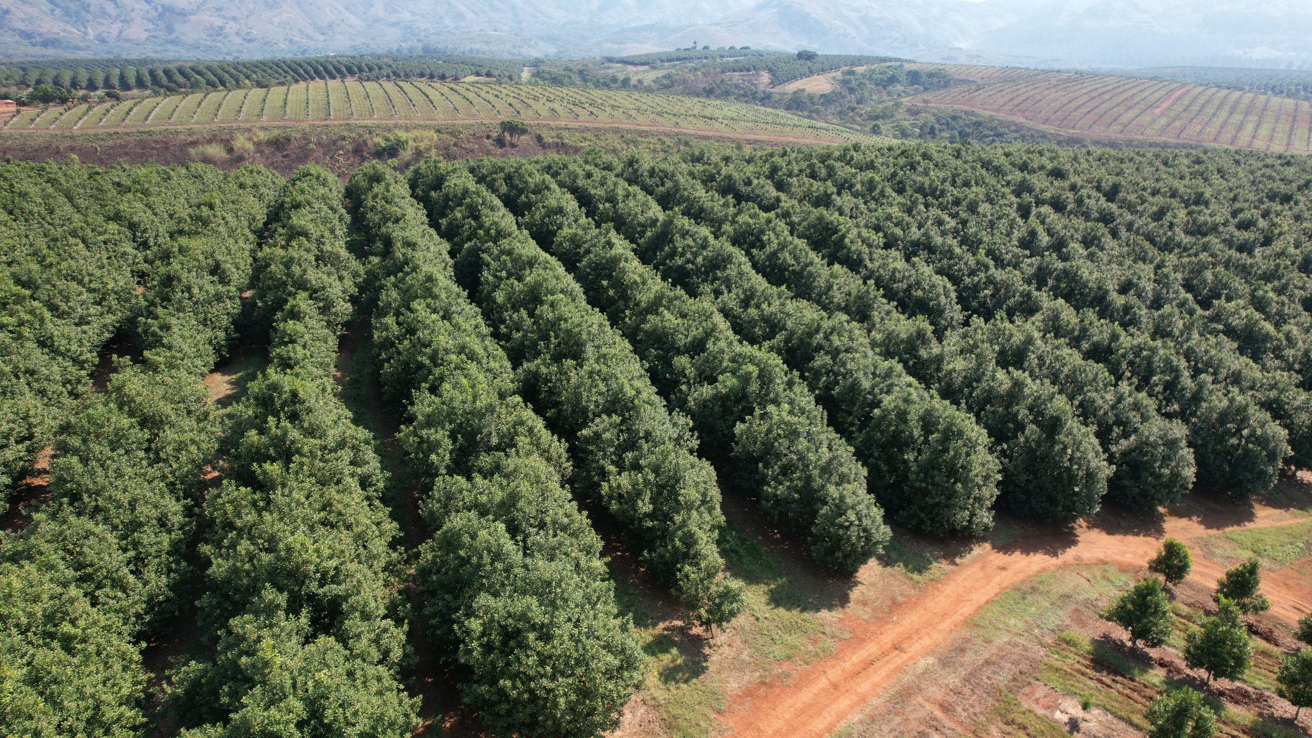 drone macadamia mozambique