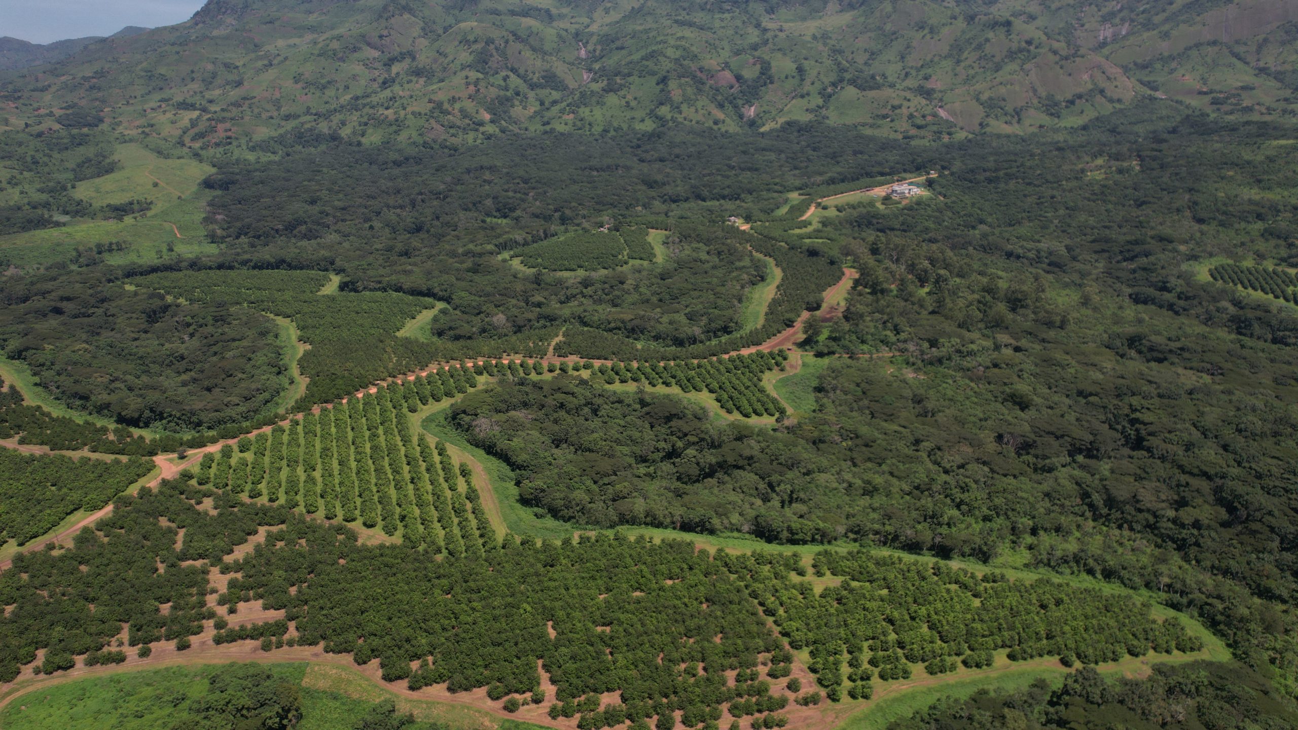 drone macadamia mozambique